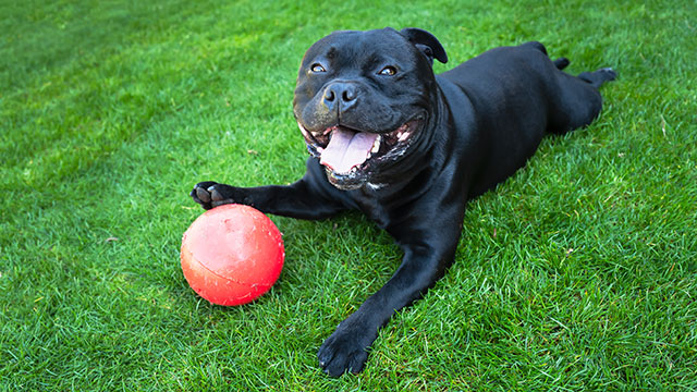 Staffy with ball on grass