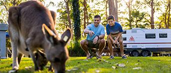 NRMA Darlington Beach Holiday Resort kangaroo