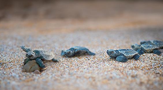 Turtle hatchlings at Turtle Sands, Mon Repos