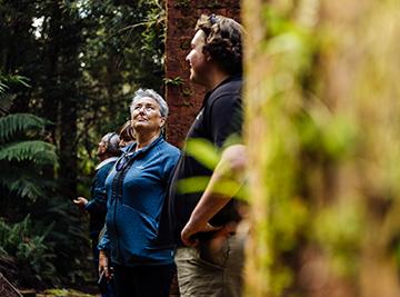 Rainforest walk - The Pillinger Explorer