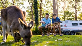 Kangaroo at Darlington Beach