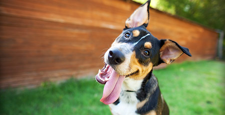 Pet friendly camping