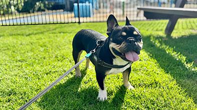 Pet friendly accommodation