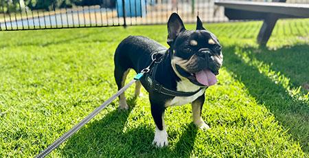 Pet friendly accommodation Merimbula