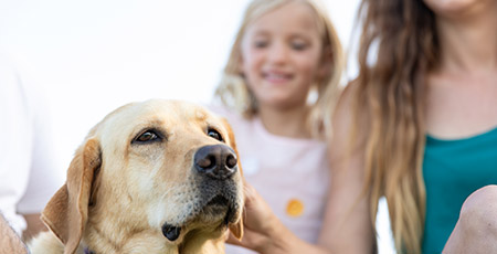 Pet friendly camping stays