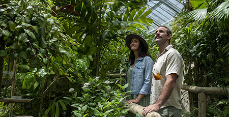 Cairns rainforest, credit: Tourism and Events Queensland