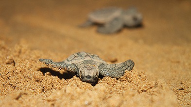 Turtle hatchlings, Mon Repos