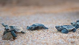 Turtle hatchlings at Turtle Sands