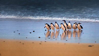 Penguins, Phillip Island