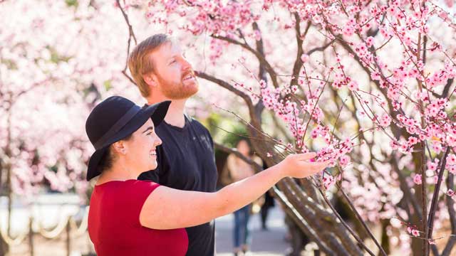 A woman holds a cherry blossom in her hand at Auburn Gardens