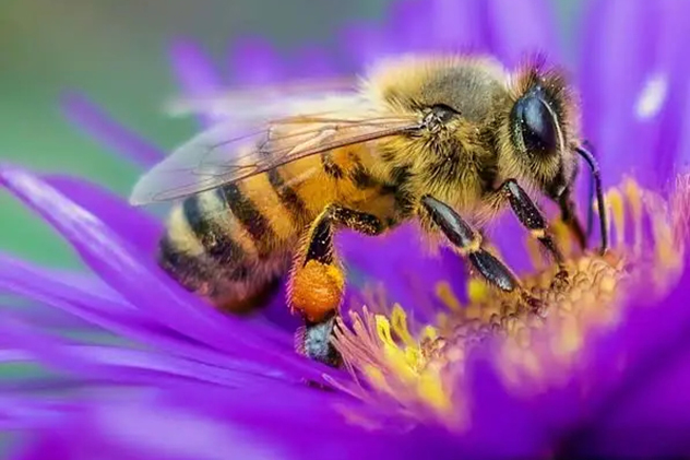 A bee collecting pollen