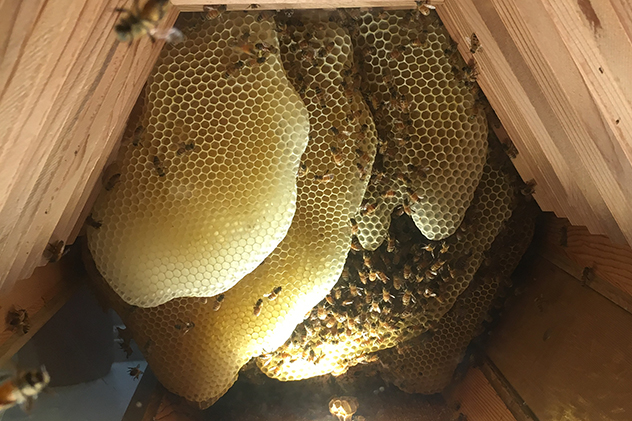 Honeycomb in a beehive