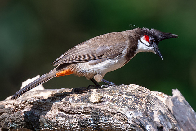 Redwhiskered bulbul