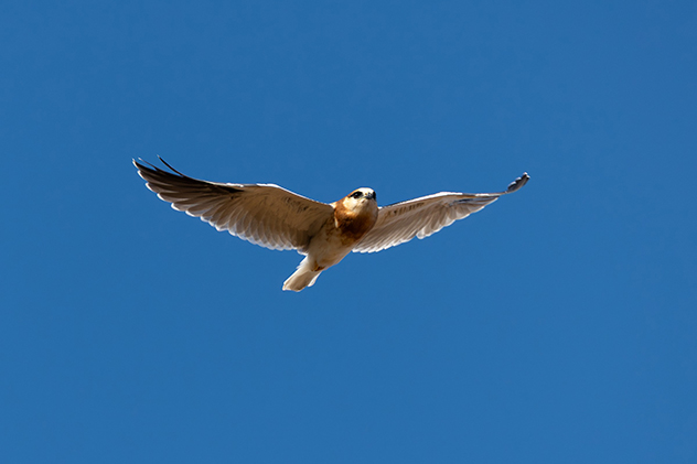 Black shouldered kite