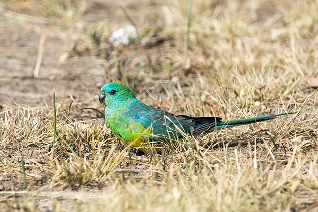 Red-rumped parrot