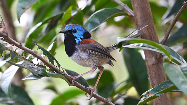 Variegated Fairy Wren