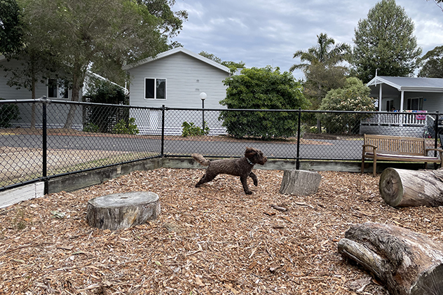 A dog in an off leaach dog run