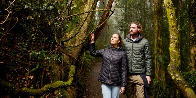 Couple walking along the Crystal Shower Falls walk, Dorrigo National Park