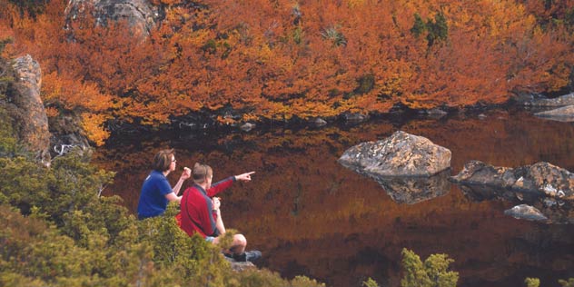 Fagus in glorious red at Cradle Mountain