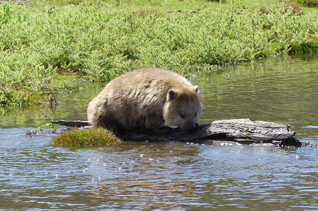 Wombat crossing a stream on Maria Island in Tasmania