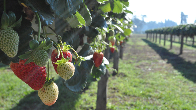 Strawberries at Bidgee in Wagga Wagga