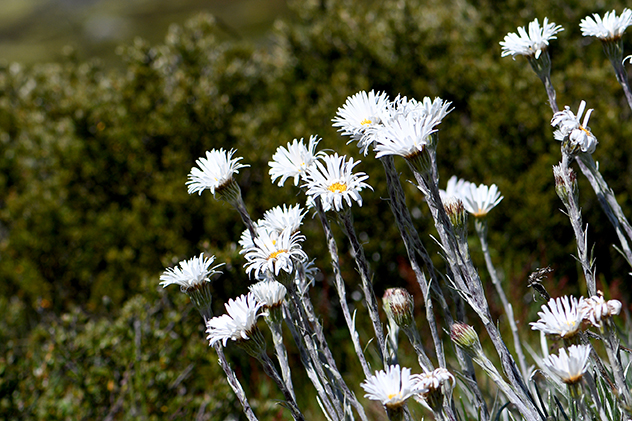 Wildflowers in Australia's alpine region