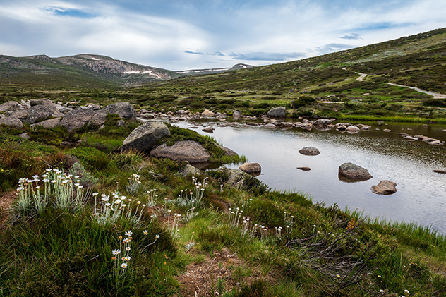 Wildflowers in Australia's alpine region
