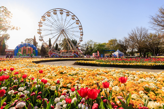 Flowers on display at Floriade in Canberra