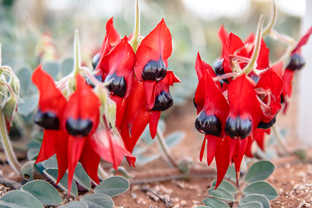 Sturt's Desert Pea in South Australia
