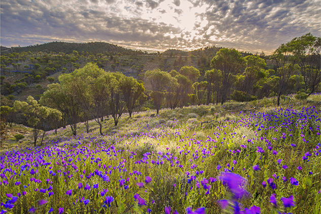Native wildflowers in South Australia