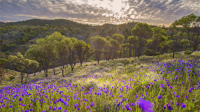 Native wildflowers in South Australia