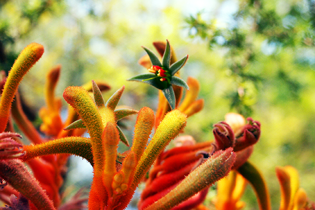 Kangaroo paws in Western Australia