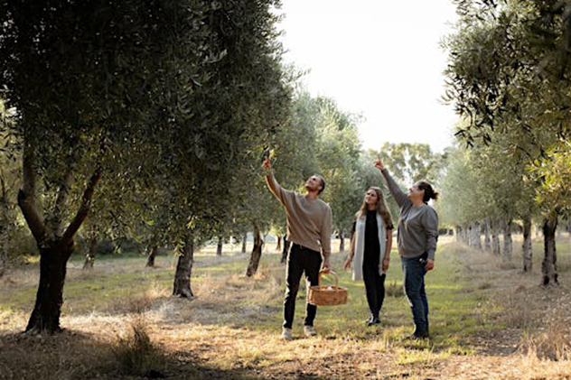Three people walking through an olive farm