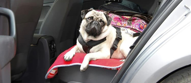 french bulldog wearing a harness sits on a red cushion in the back seat of a car