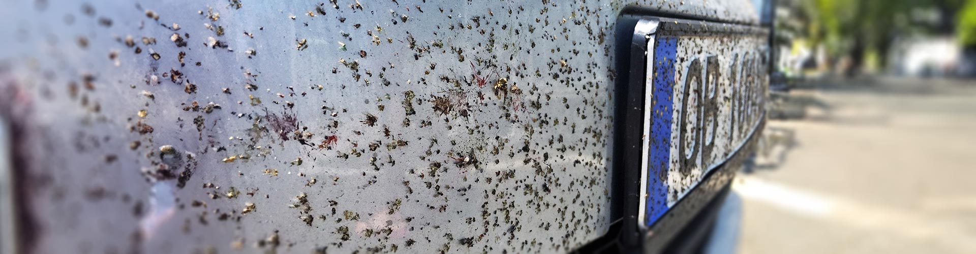 Closeup of nose of car covered in dead bugs