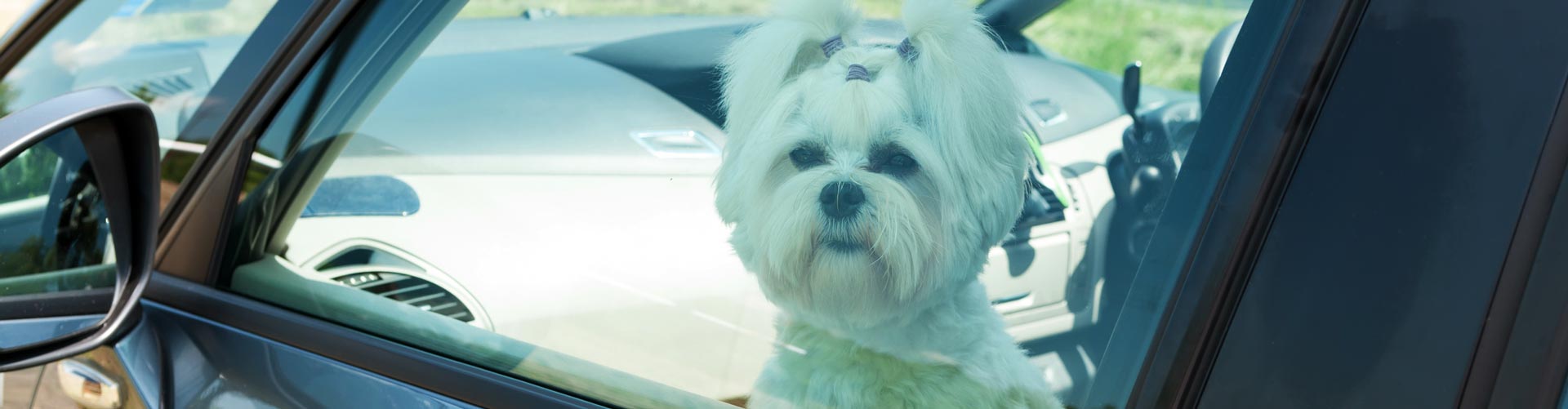 White Maltese terrier locked in a car