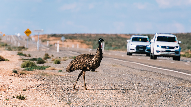 an emu walking across an outback road
