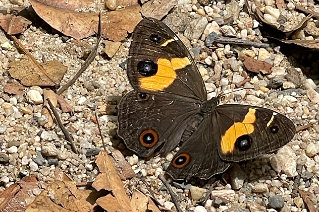 Varied sword-grass brown butterfly at Cataract Falls in the Blue Mountains.