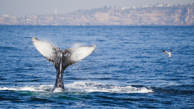 A humpback whale's tail out of the water