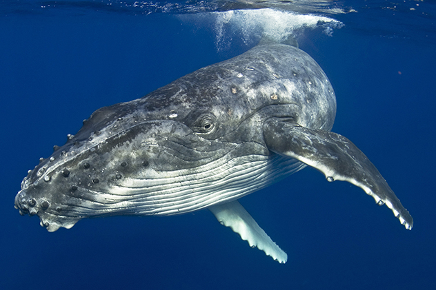 Humpback whale, photo Destination NSW.