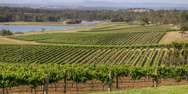 scenic view of vines at Audrey Wilkinson Vineyard Pokolbin NSW