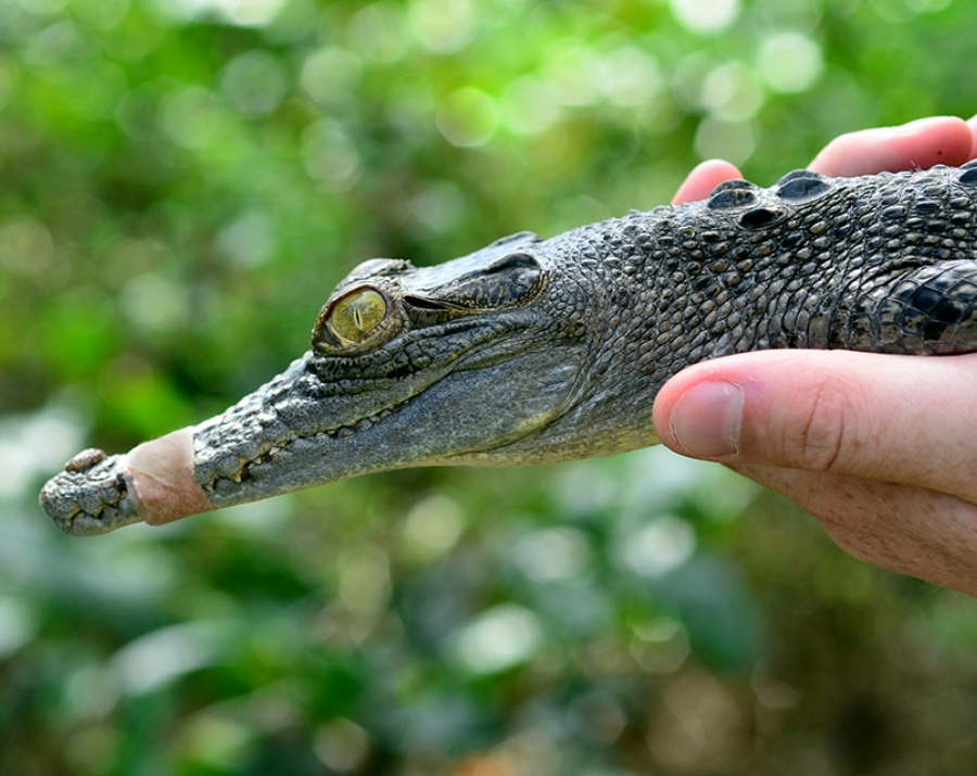 baby-saltwater-crocodile-900x715 Slide 2