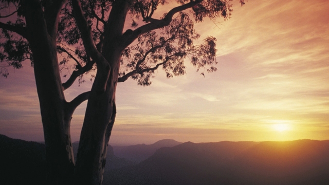 sunset over silhouettes of hills with gum tree in the foreground