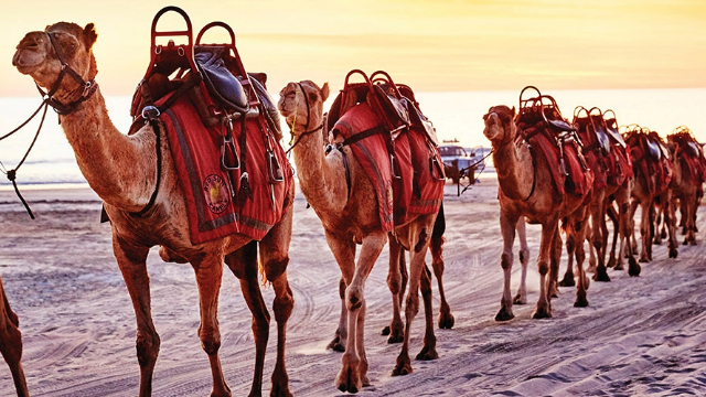 broome-camel-safaris-wa-640x360 A queue of camels wearing saddles, walking along a sandy beach at sunset.