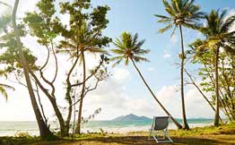 Palm trees at palm cove