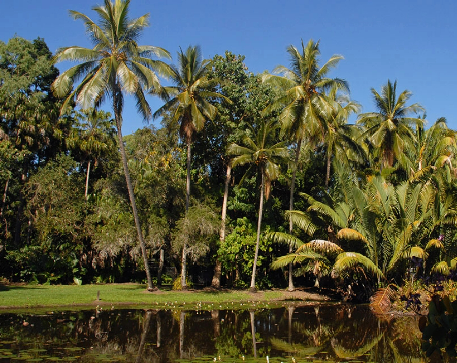 cairns-botanic-gardens-qld-900x715 Slide 1