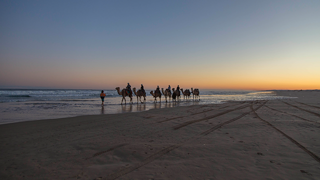 A caravan of camels with riders along the beach at sunset