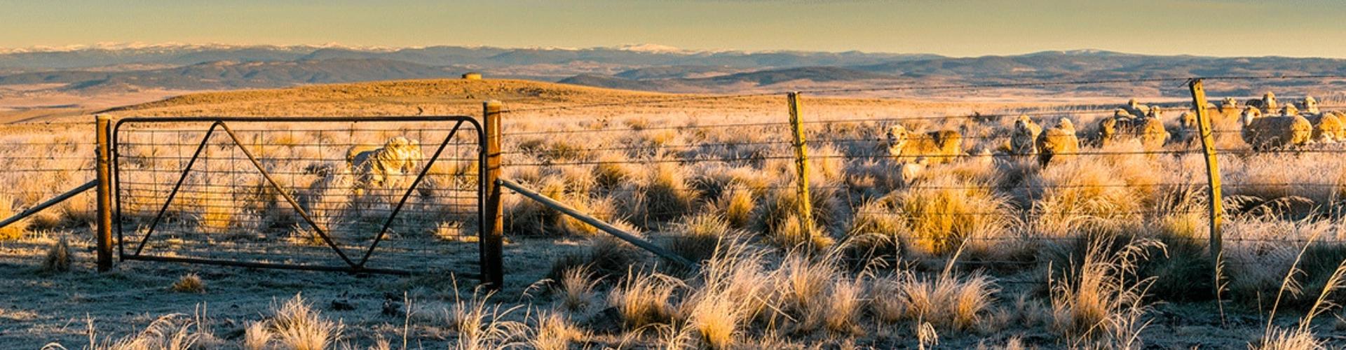Canberra to Cooma hilltop paddock dry grassy hilltop paddock with sheep