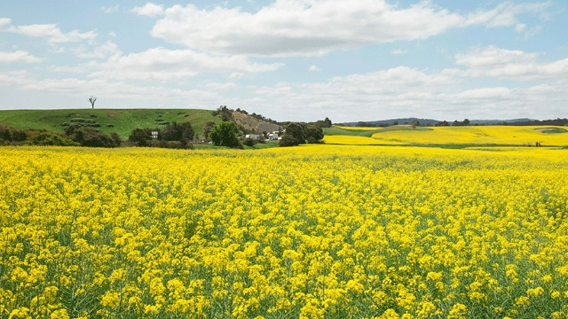 Bright yellow canola flowers stretch across flat fields, broken only by a homestead at the foot of a green hill.