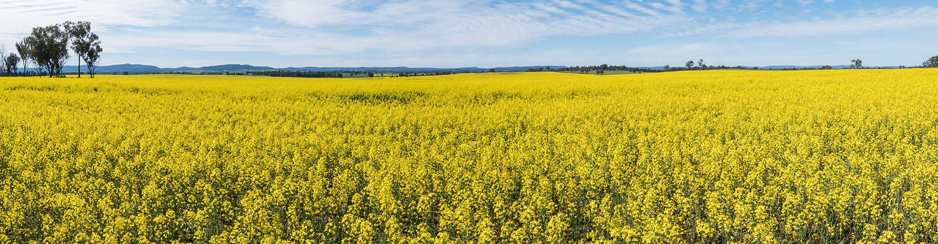 A green and yellow expanse of a canola field